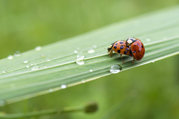 Love-making ladybugs couple