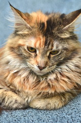 piękny portret młodej kotki rasy maine coon  - obrazy, fototapety, plakaty