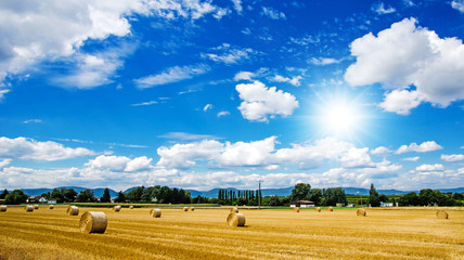 Obraz premium Weizenfeld in der Pfalz :)