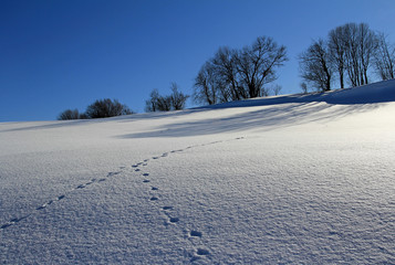 Fototapeta na wymiar Tierspuren im Schnee
