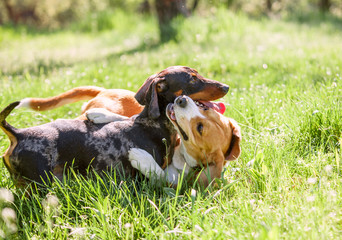 Dachshund and beagle playing together in grass