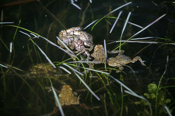 Erdkröten-Paarung