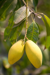 Mango fruits on a tree close-up