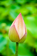 Lotus flowers sprouting up