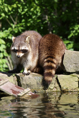 Waschbär