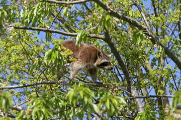 Waschbär