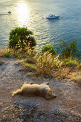Fototapeta na wymiar sunset on the island of Phuket. Dog sleeps on the beach