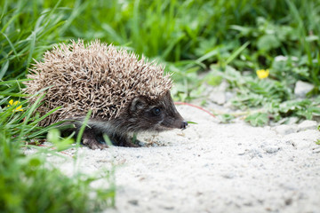 hedgehog walking in garden © claraveritas