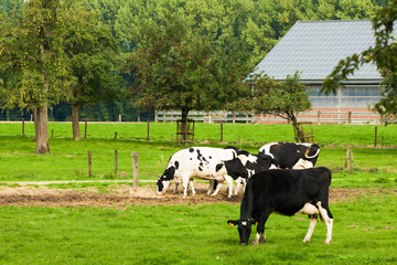 Fototapeta premium cows on meadow