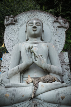 Cat sleeping on the lap Buddha statues.