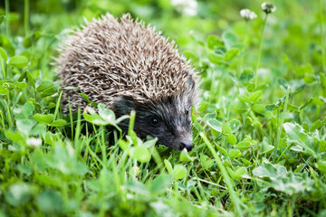 hedgehog walking in garden