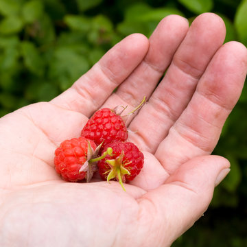 Healthy raspberries.