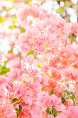 Paper flowers or Bougainvillea