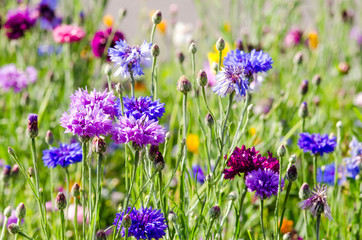 Summer: Meadow with colorful cornflowers :)
