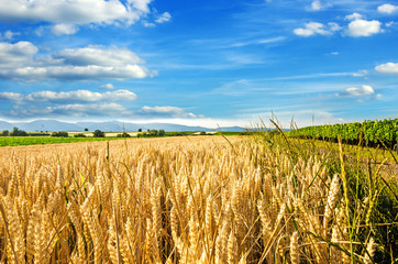 Spätsommer: Weizenfeld in der Pfalz :)