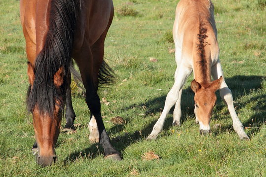 Yegua y potro pastando. Parque Natural del Lago de Sanabria.