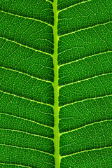 Green leaf background texture, macro
