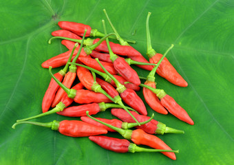 Pepper isolated on leaves