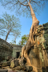 Giant tree covering stones of the ancient Ta Prohm temple at Ang