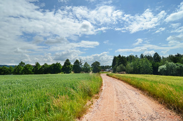 Fototapeta na wymiar summer landscape