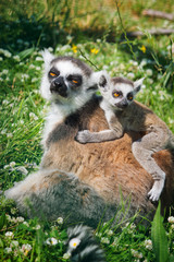 Lemur and baby lemur