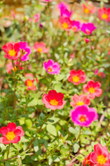 Common Purslane or Verdolaga or Pigweed or Little Hogweed or Pus