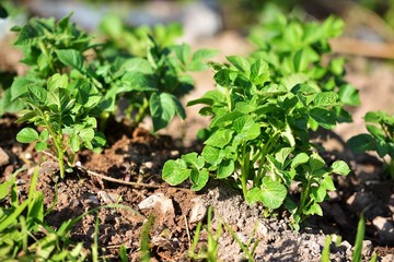Young Potatoes