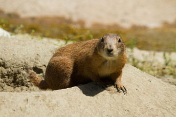 Marmot