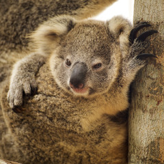 Close up cute Koala