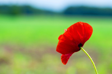 Red poppy