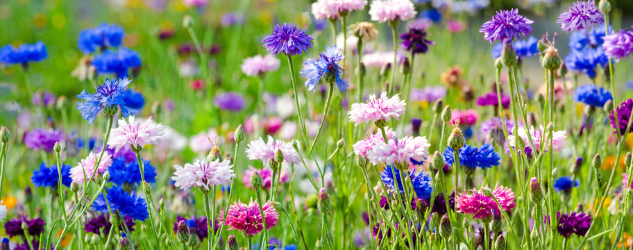 Bunte Kornblumen :)