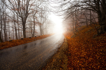 road through misty forest