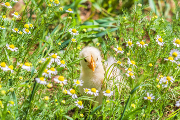 Chicken hiding in the camomiles