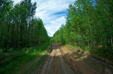 Fototapeta na wymiar rural road through a forest