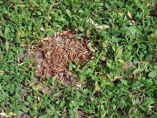 Damaged lawn 2