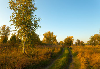 Obraz premium View on autumn landscape of trees in sunny day