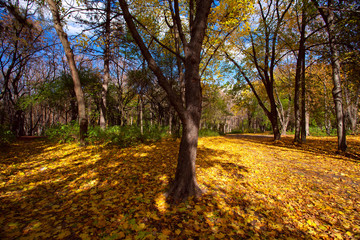 Obraz premium View on autumn landscape of trees in sunny day