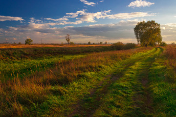 Obraz premium View on autumn landscape of trees in sunny day