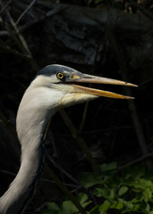 Graureiher Portrait