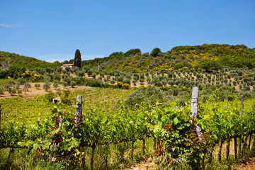 Vine plants and hills in region of Siena, Tuscany, Italy.