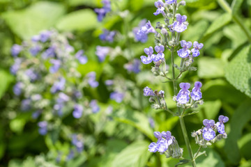 キャットミントの花