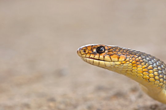 Portrait of an arrow snake, Bulgaria
