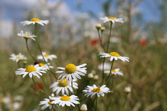 MargaritenBilder StockFotos & Videos. Adobe Stock