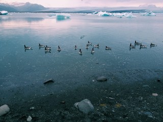 Ducks in Jokulsarlon, Vatnajokull glacier, Iceland