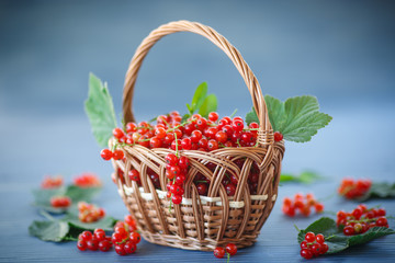 redcurrant