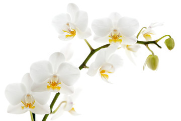 Orchidée blanche isolée sur blanc