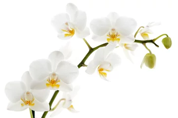 Crédence de cuisine en verre imprimé Orchidée Orchidée blanche isolée sur blanc