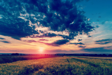 Summer sunset over a field