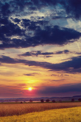 Fototapeta na wymiar Summer sunset over a field