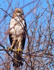 Crested hawk eagle (Nisaetus cirrhatus), Sri Lanka